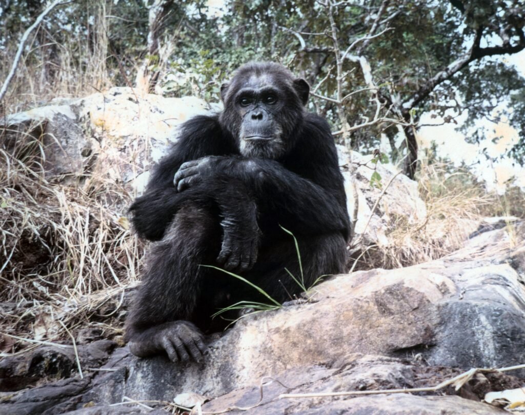 Gombe Chimpanzees 1 CurtBusse Gombe008