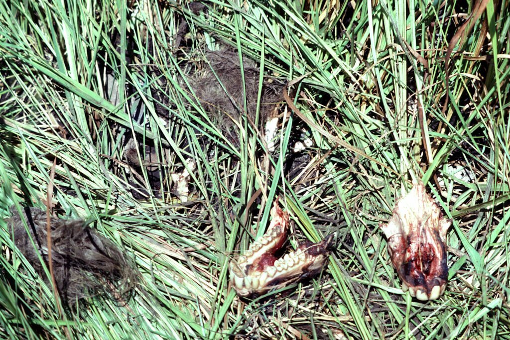 CurtBusse Okavango0509