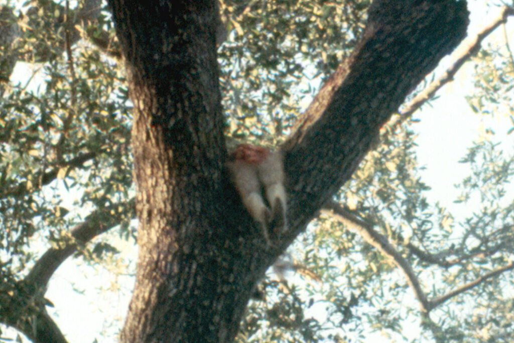 okavango_predation 12 CurtBusse Okavango134