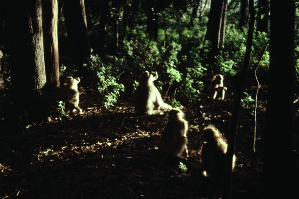 okavango_predation 2 CurtBusse Okavango216