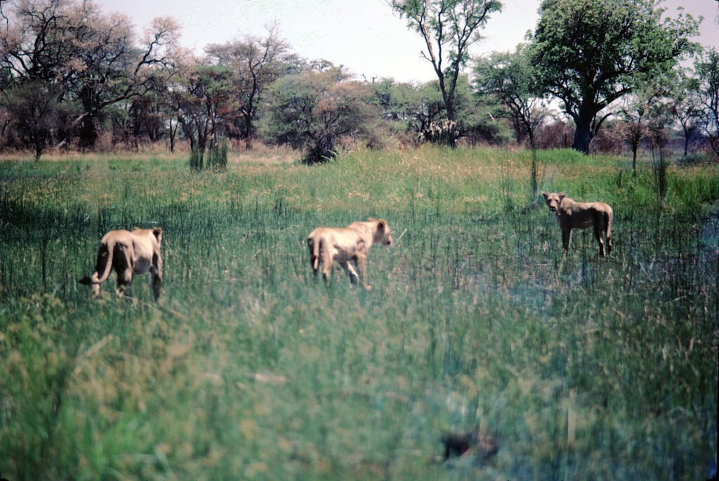 okavango_predation 10 CurtBusse Okavango252