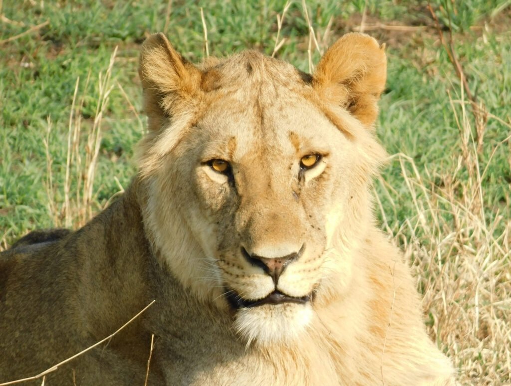 Gombe Chimpanzees 5 CurtBusse Serengeti
