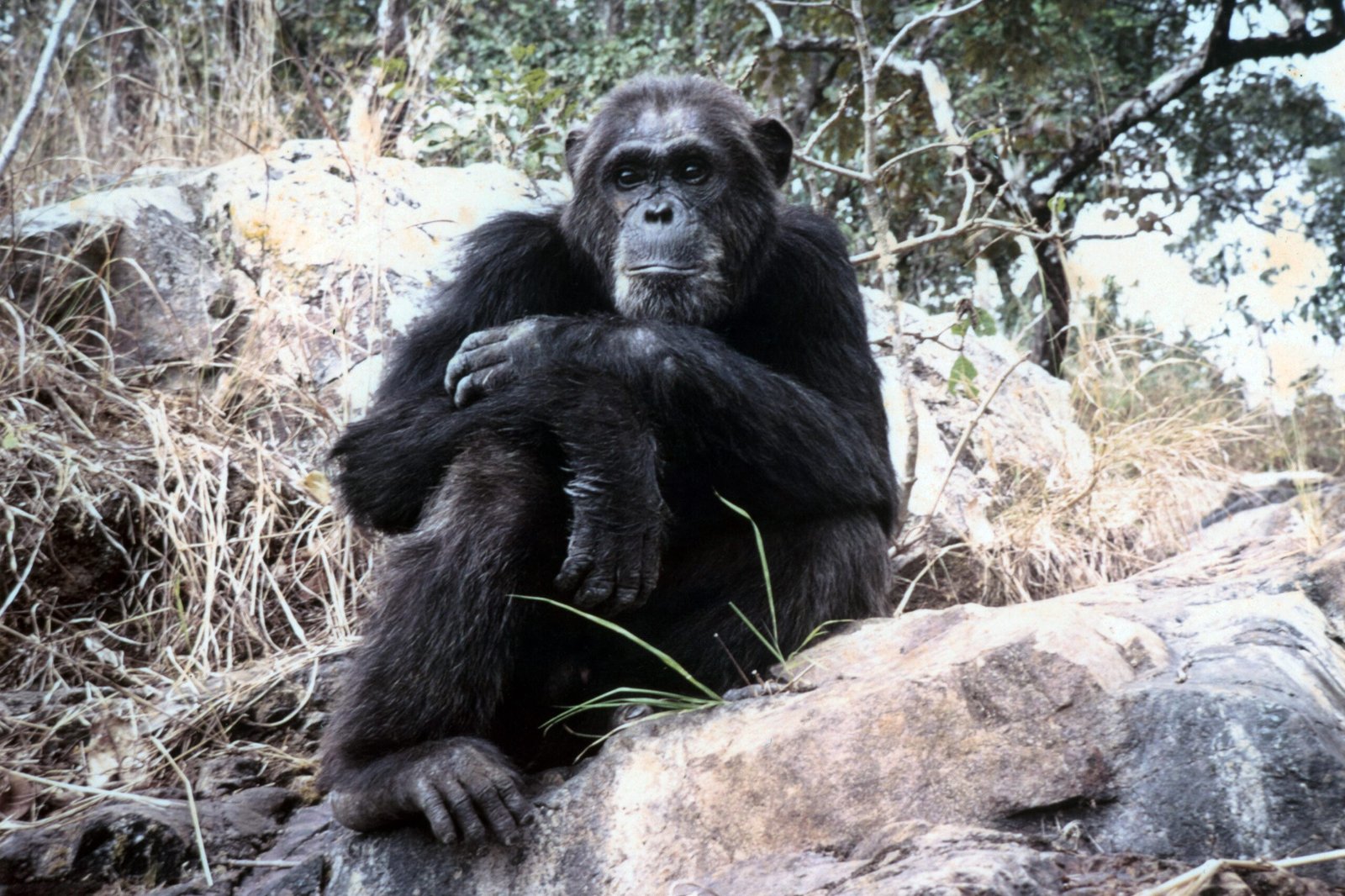 CurtBusse Gombe008 edited scaled