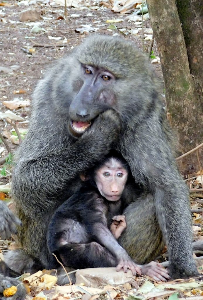 CurtBusse Gombe401 crop