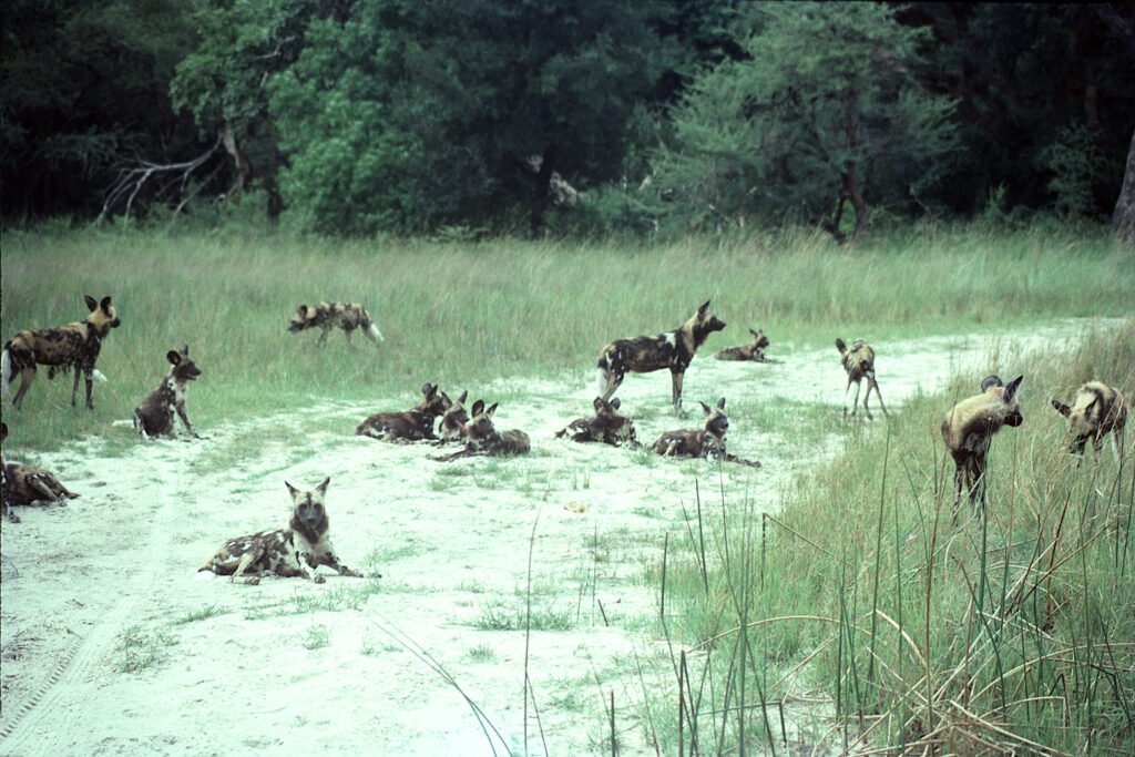 CurtBusse Okavango0003