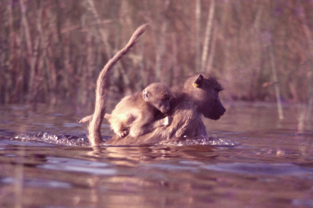 CurtBusse Okavango0015