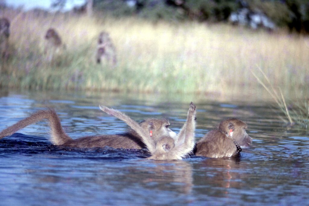 CurtBusse Okavango0019