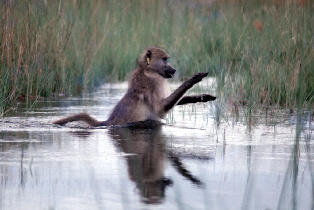 CurtBusse Okavango0042