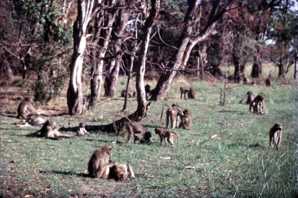 okavango_predation 4 CurtBusse Okavango0044