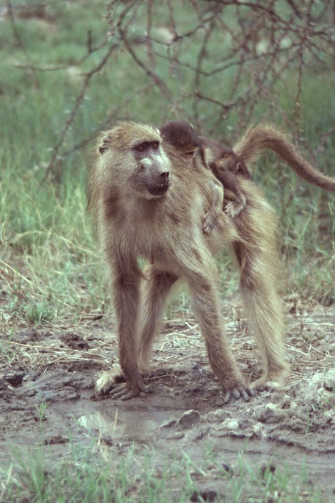 CurtBusse Okavango0045