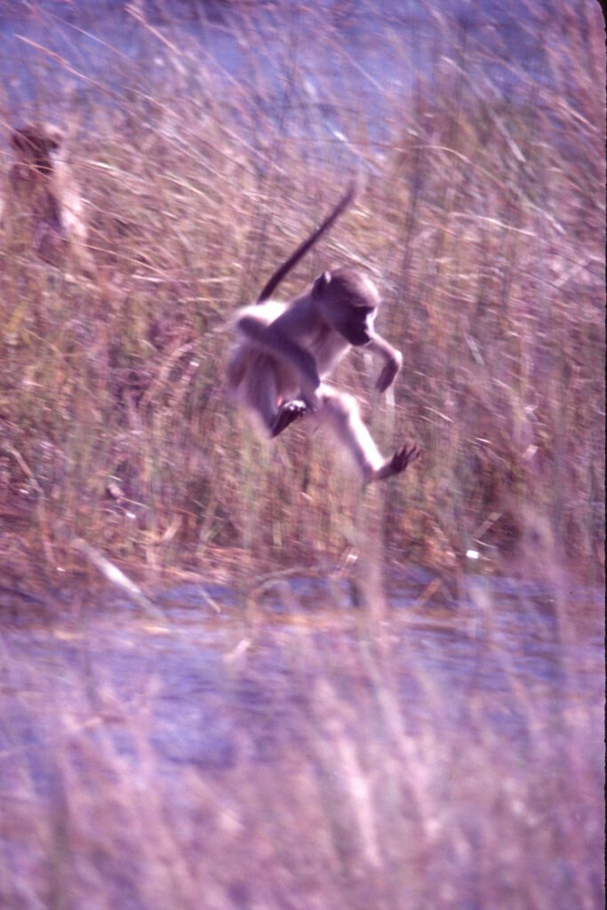 CurtBusse Okavango0049