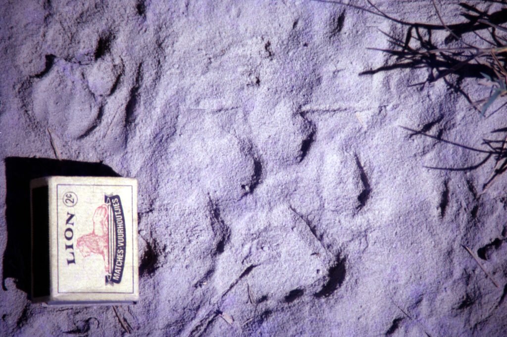 CurtBusse Okavango0064