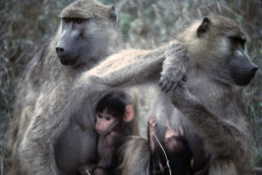 CurtBusse Okavango0080
