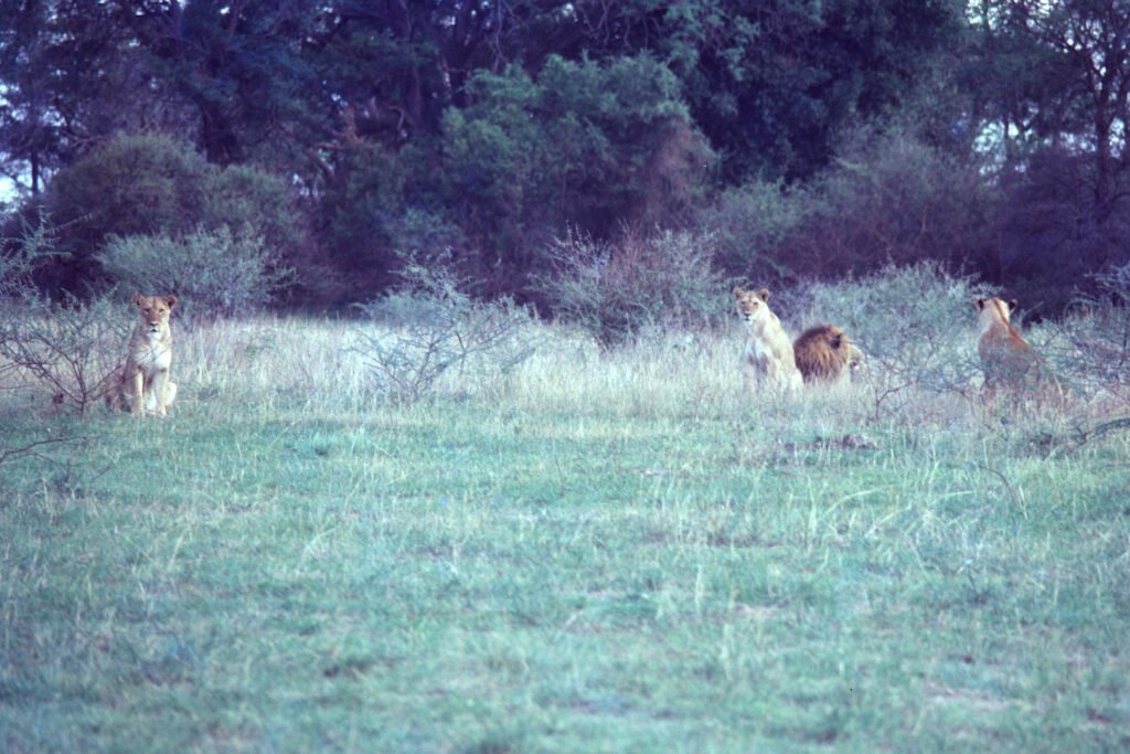 CurtBusse Okavango0090