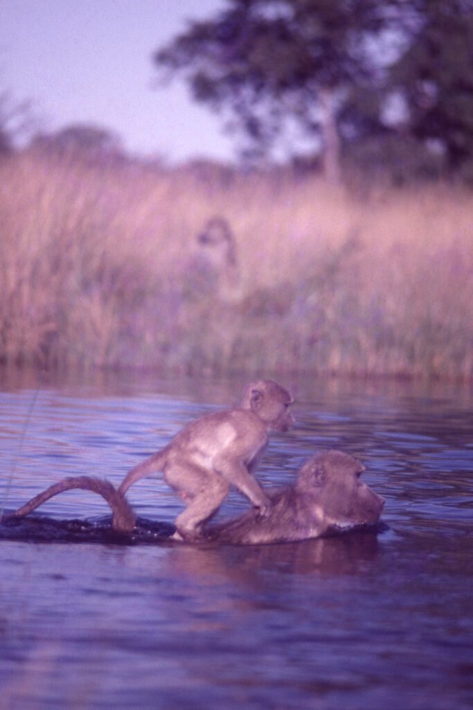 CurtBusse Okavango0102