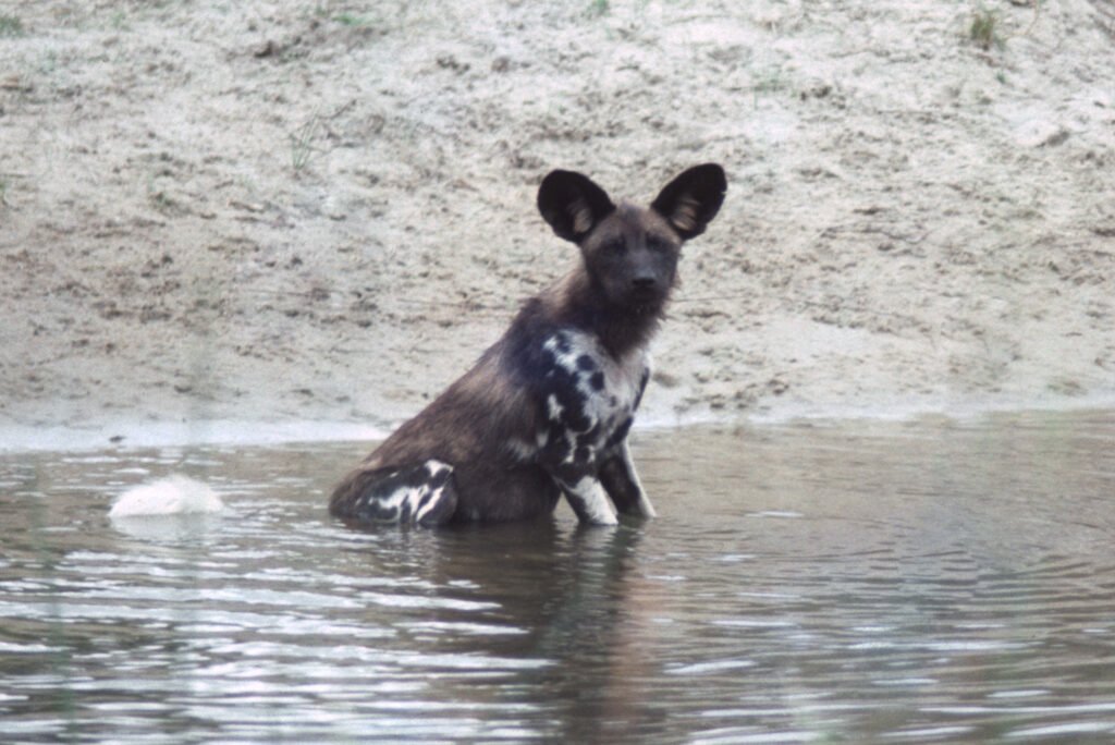CurtBusse Okavango0110