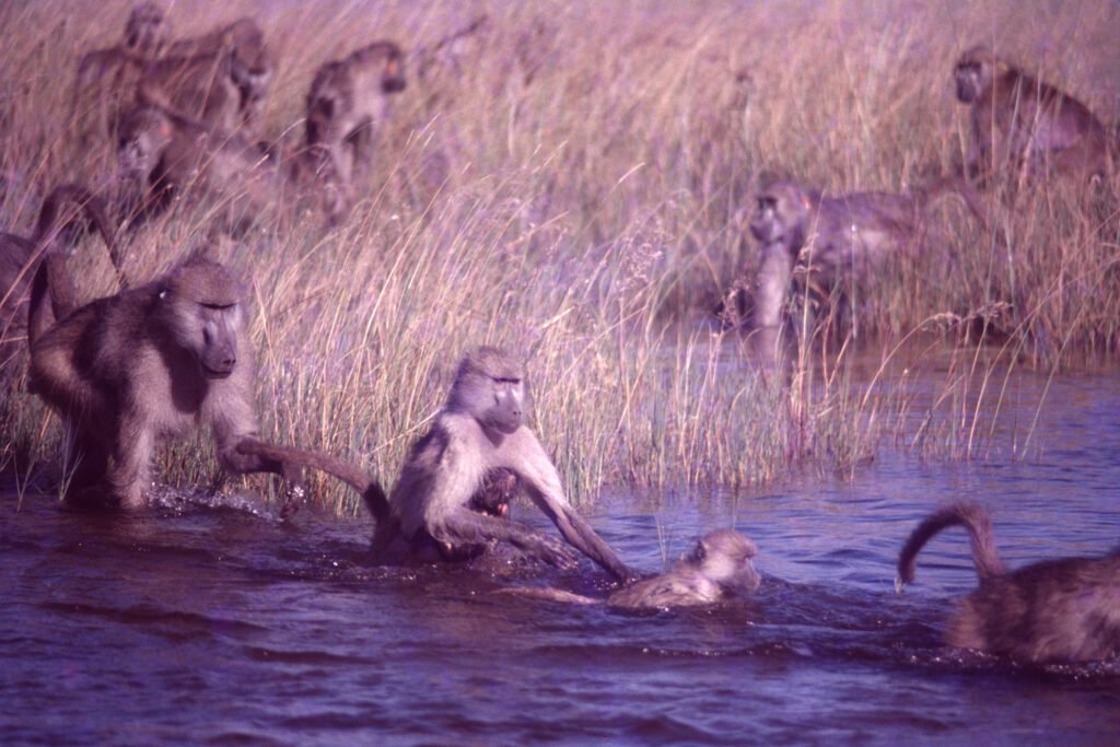 Photos Water Crossings 11 CurtBusse Okavango0112