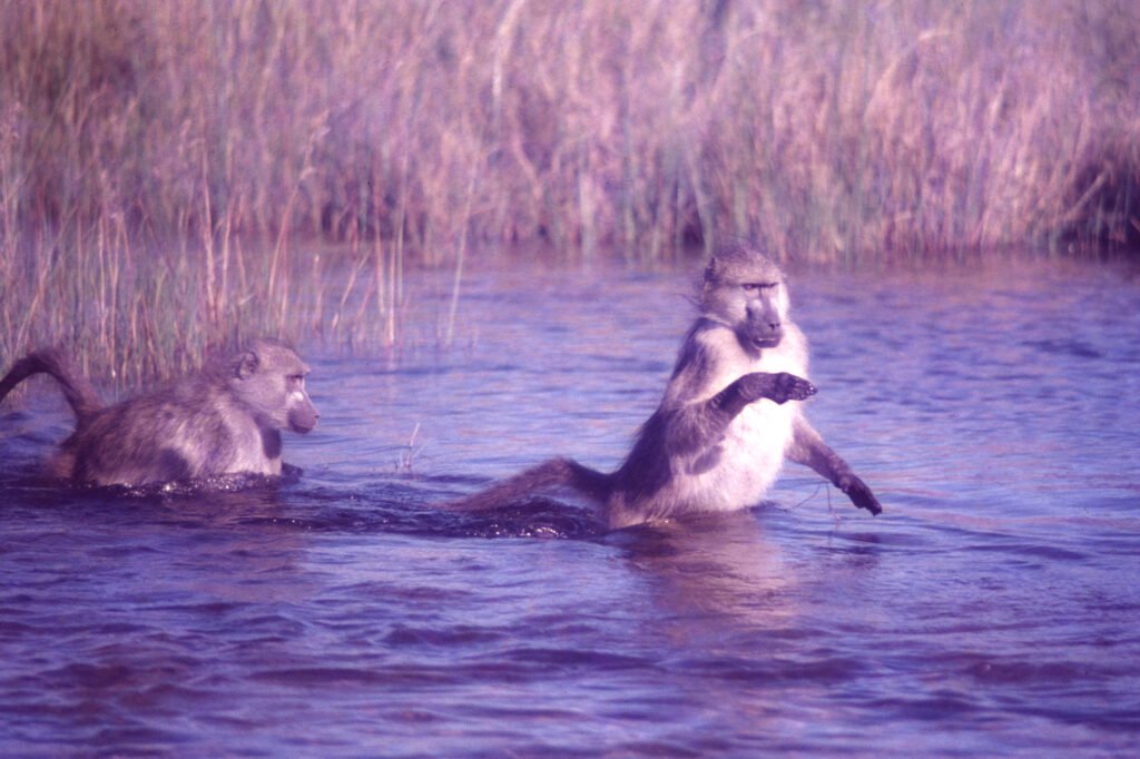 Photos Water Crossings 13 CurtBusse Okavango0113