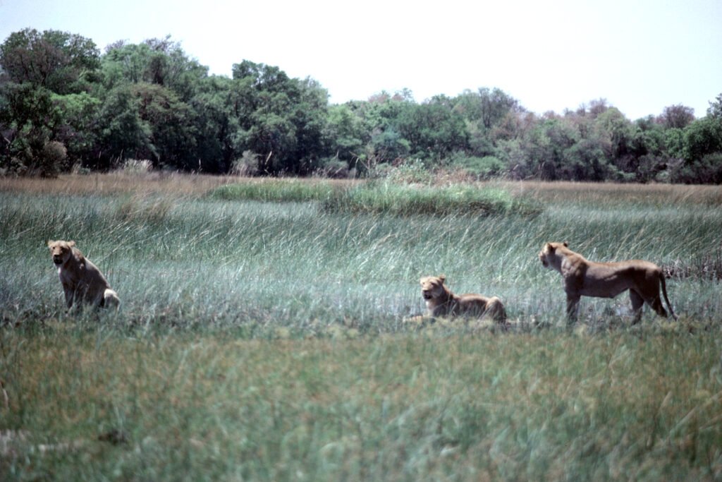 Why study baboons on foot 31 CurtBusse Okavango0120