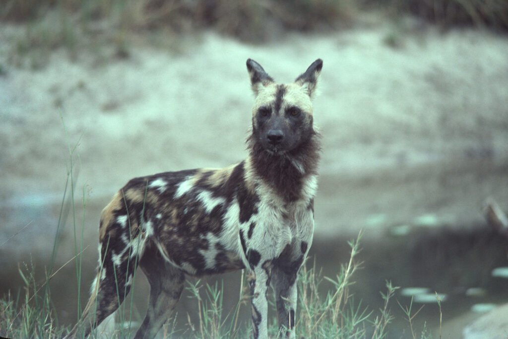 CurtBusse Okavango0121