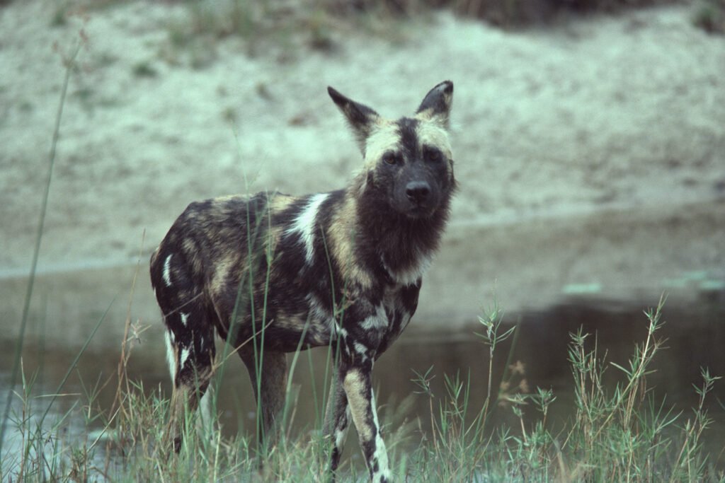 CurtBusse Okavango0122