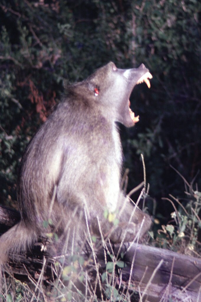 CurtBusse Okavango0132