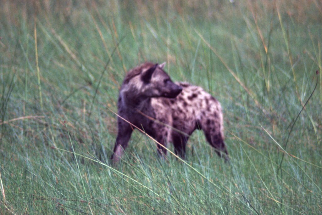 CurtBusse Okavango0159