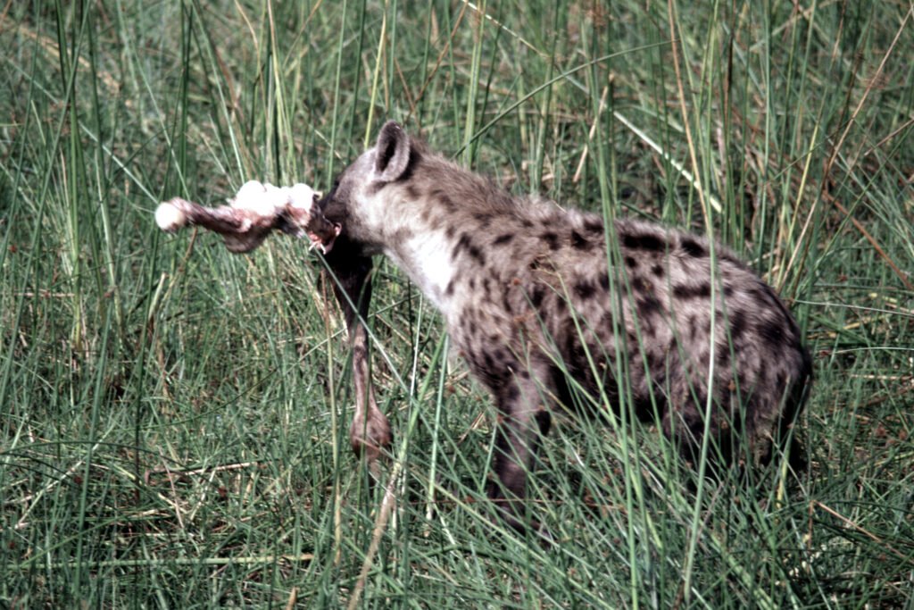 CurtBusse Okavango0165