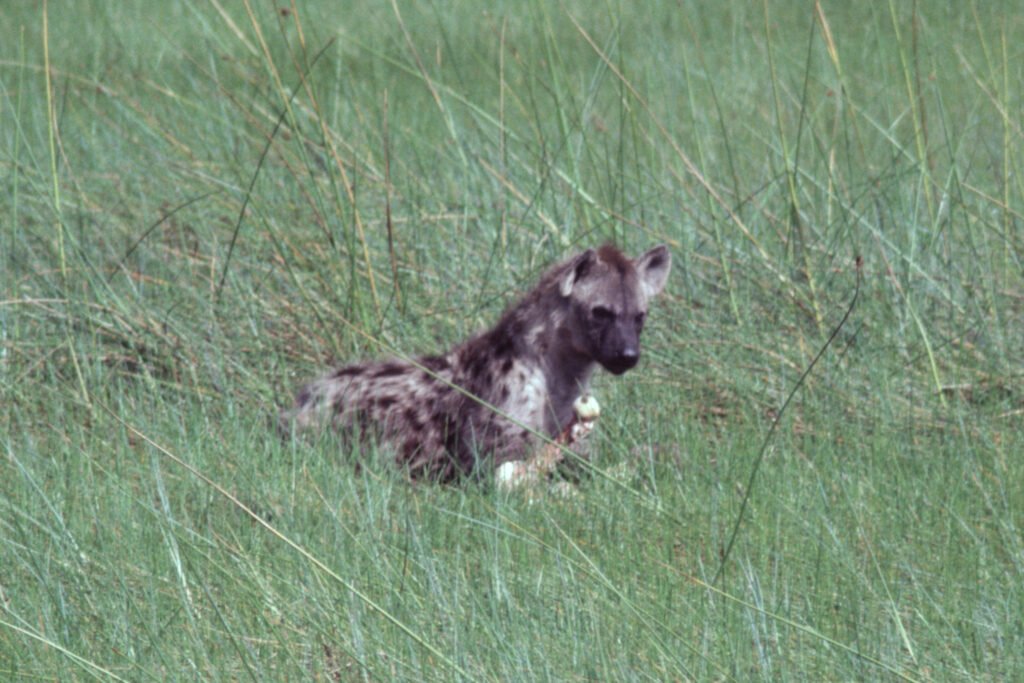 CurtBusse Okavango0194