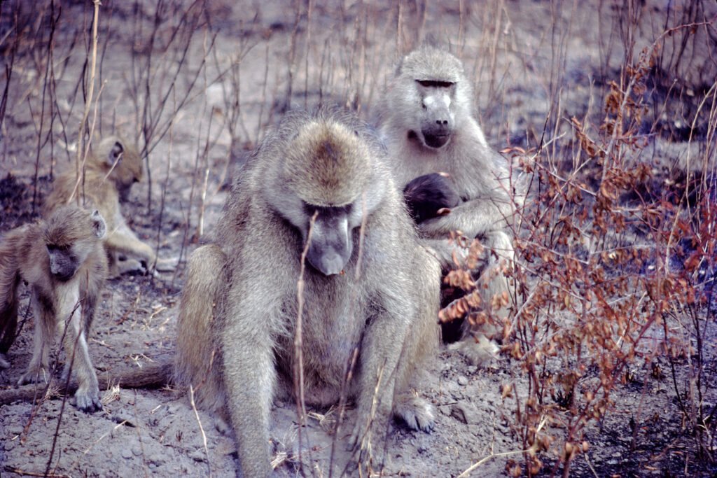 CurtBusse Okavango0239