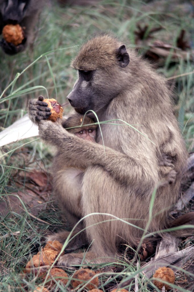 CurtBusse Okavango0241