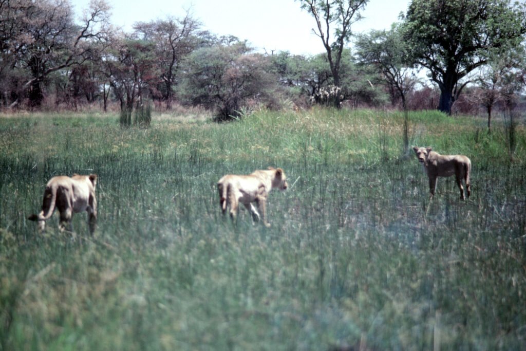 CurtBusse Okavango0252