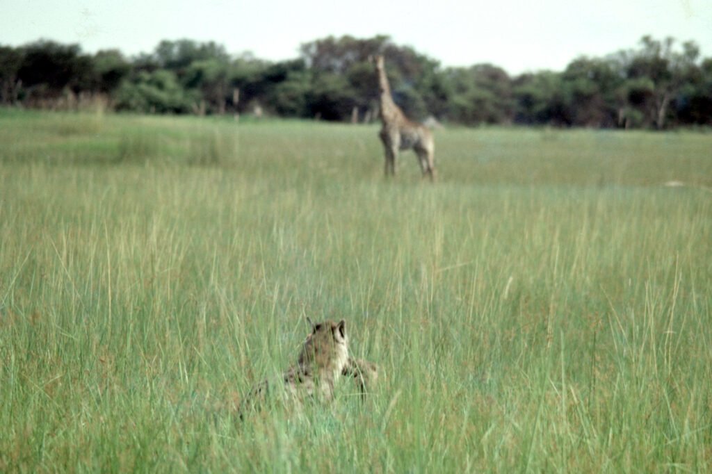 CurtBusse Okavango0256