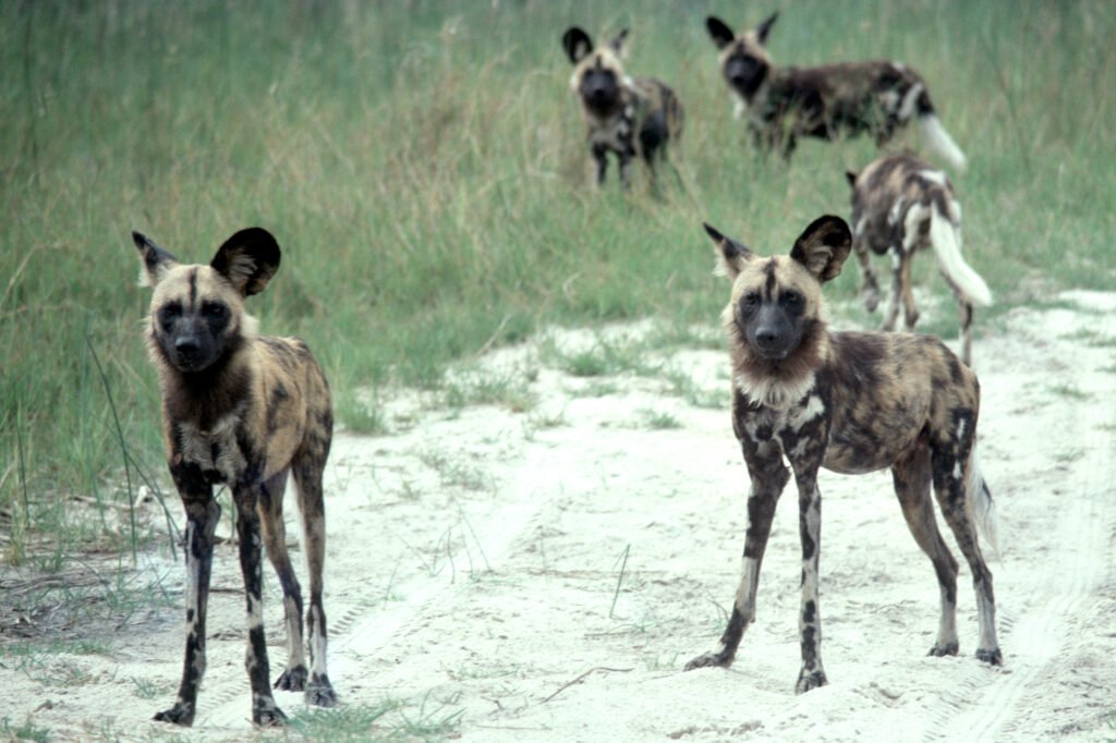 CurtBusse Okavango0258