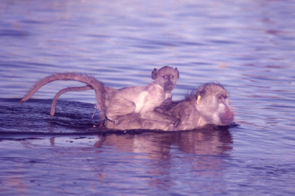 CurtBusse Okavango0261