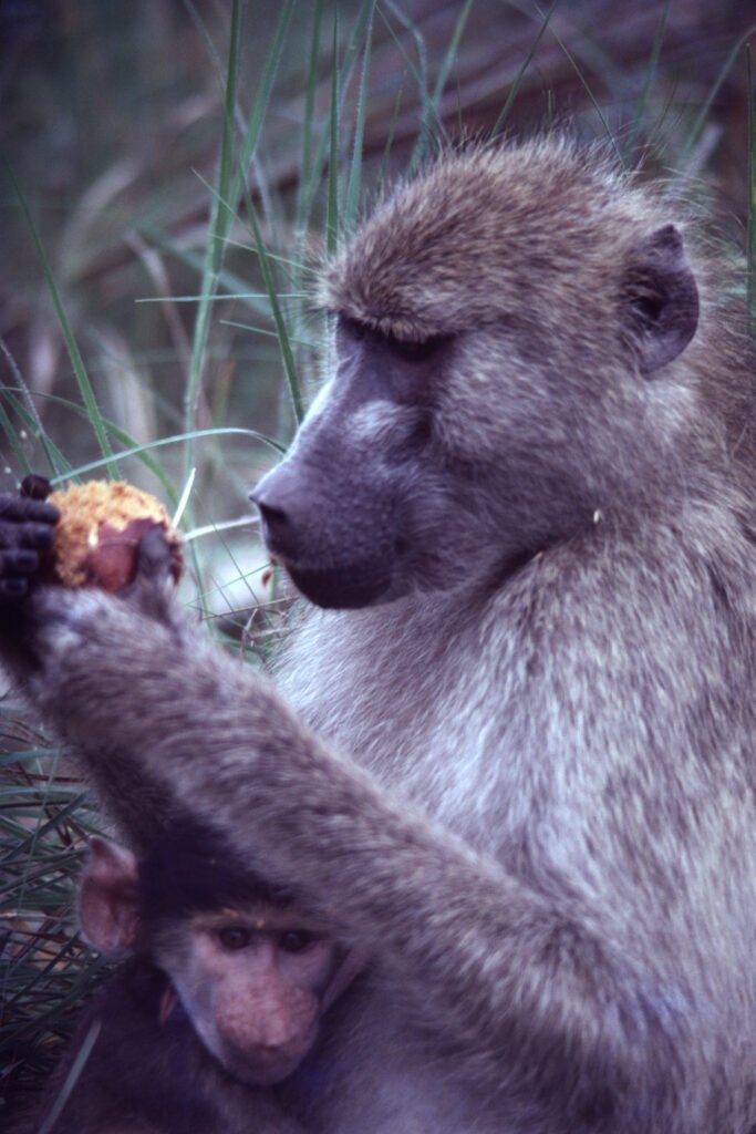 CurtBusse Okavango0267