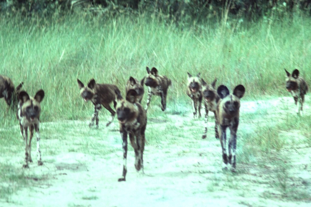 CurtBusse Okavango0283