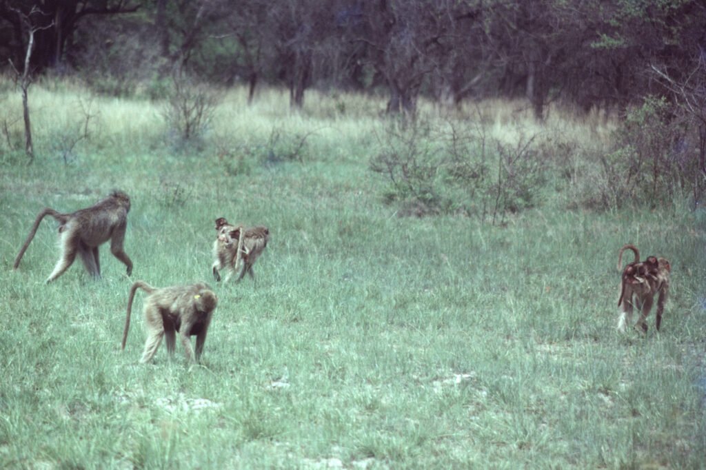 CurtBusse Okavango0299