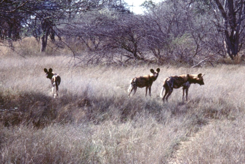 CurtBusse Okavango0511