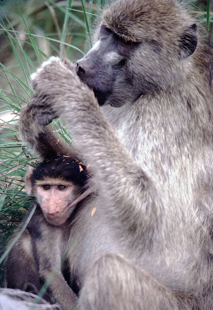 CurtBusse Okavango290