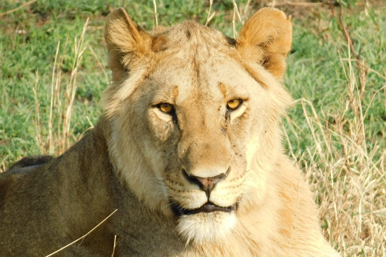 CurtBusse Serengeti edited scaled