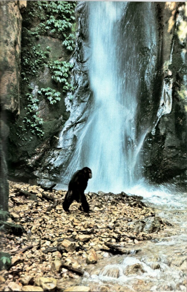 NationalGeographic Gombe01