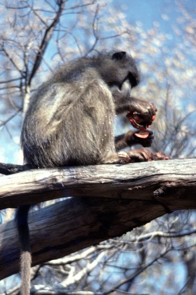 Okavango LisbethNilsson02