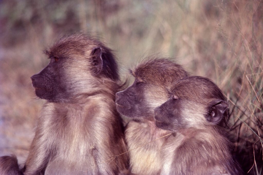 CurtBusse Okavango0001