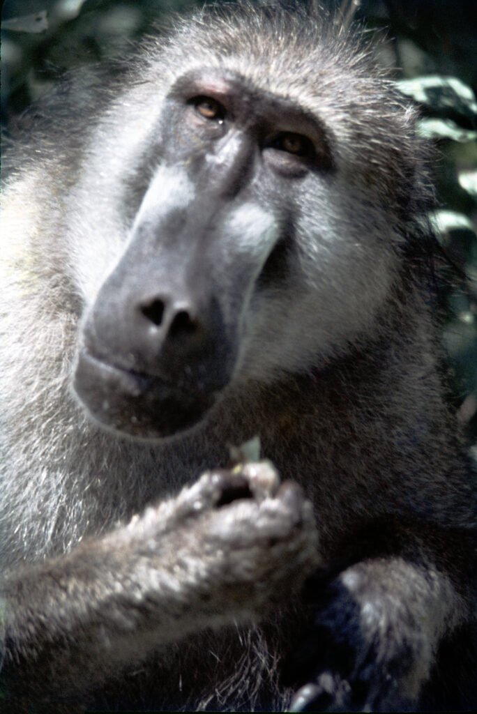 Why study baboons on foot 30 CurtBusse Okavango0004