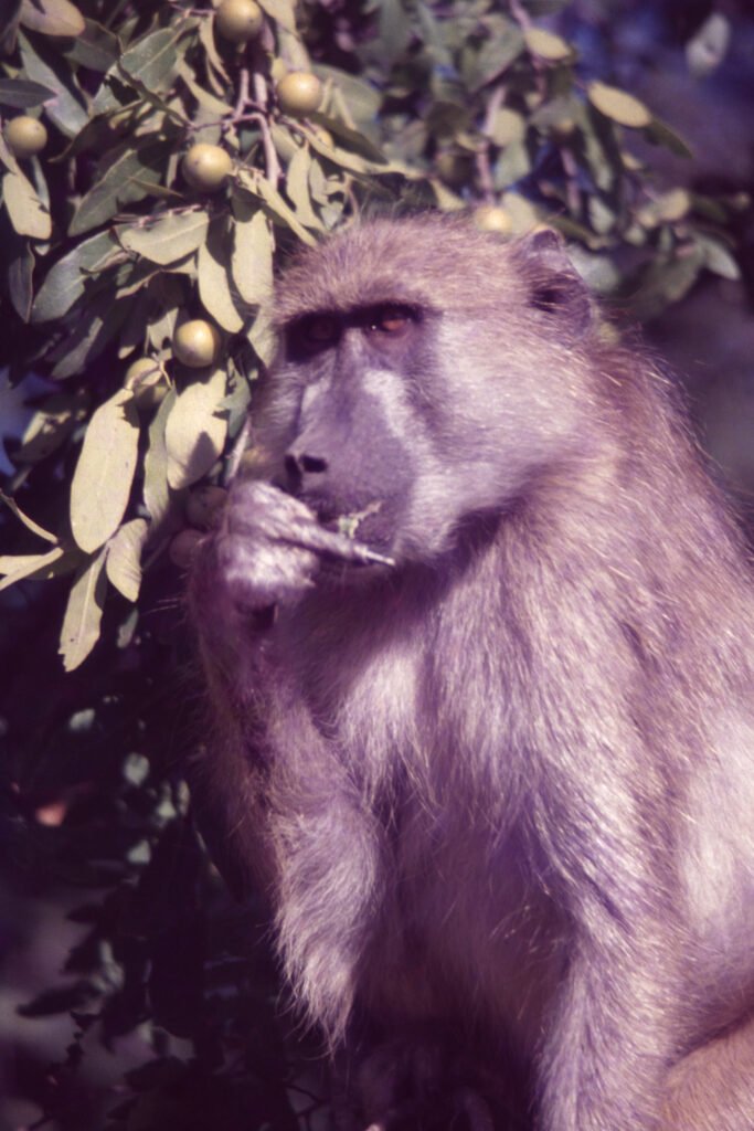 CurtBusse Okavango0007