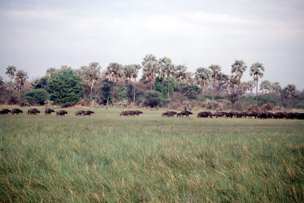 CurtBusse Okavango0017