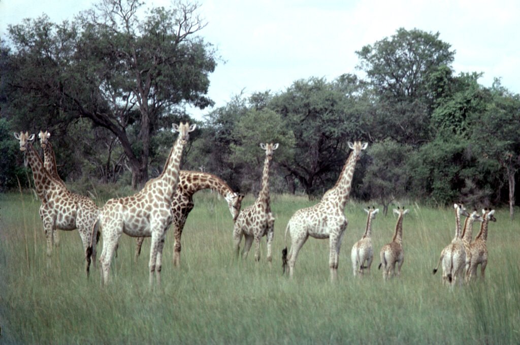 CurtBusse Okavango0020