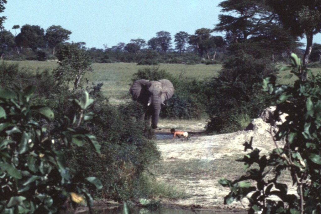 Why study baboons on foot 37 CurtBusse Okavango0028