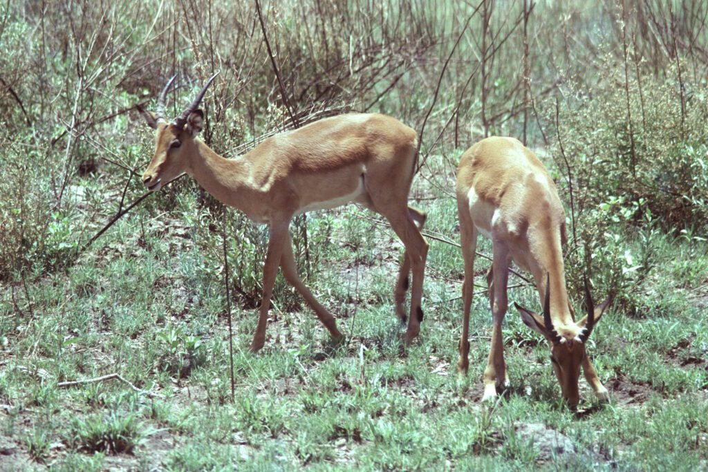 CurtBusse Okavango0041